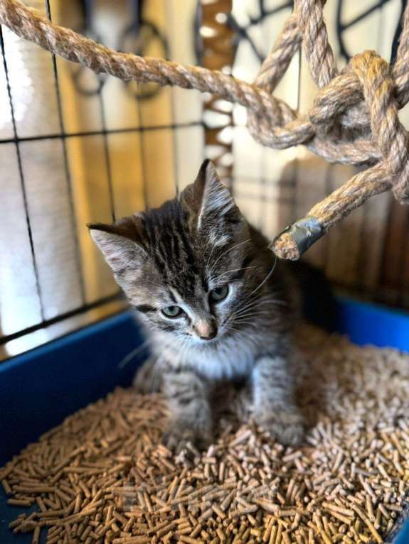 Кошки в Москве: Милый котёнок в добрые руки  Мальчик, Бесплатно - фото 2
