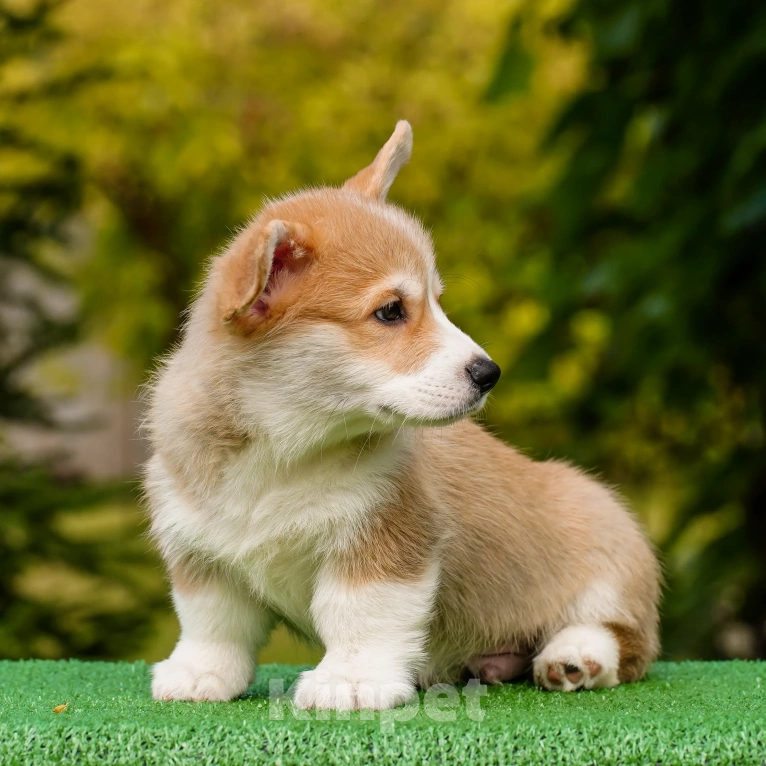 Собаки в Воронеже: Щенок вельш корги пемброк — GRISHA WOLF Мальчик, 100 000 руб. - фото 3