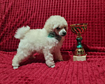 Собаки в Москве: Пудель миниатюрный белый Мальчик, 70 000 руб. - фото 2