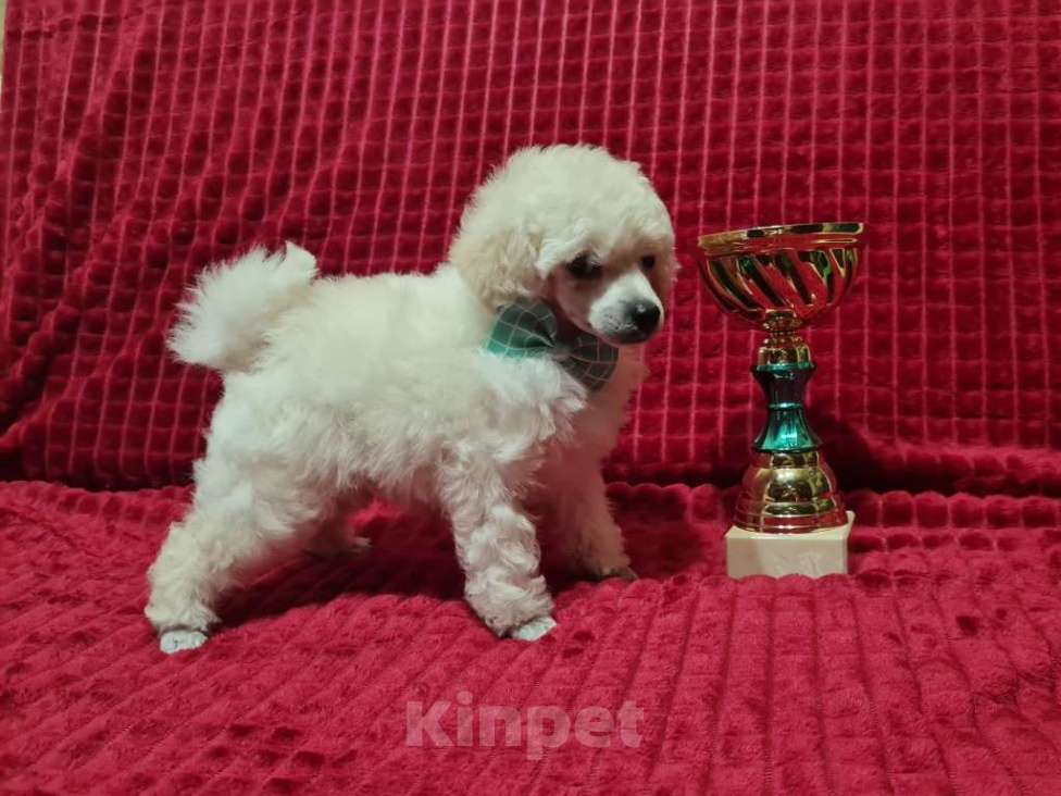 Собаки в Москве: Пудель миниатюрный белый Мальчик, 70 000 руб. - фото 2