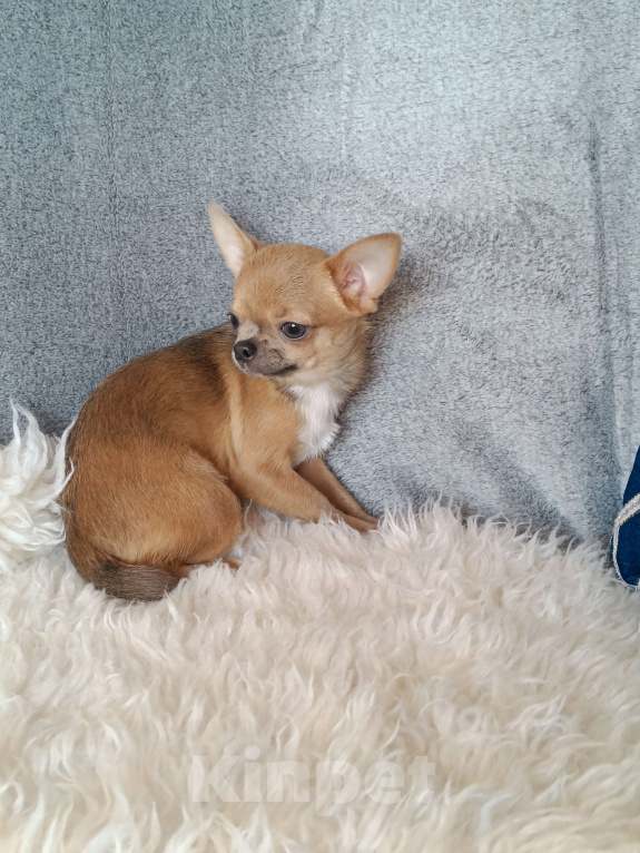 Собаки в Москве: Миниатюрная курносая красотка Девочка, 92 000 руб. - фото 7