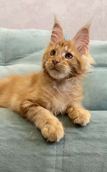 Котенок мейн-кун