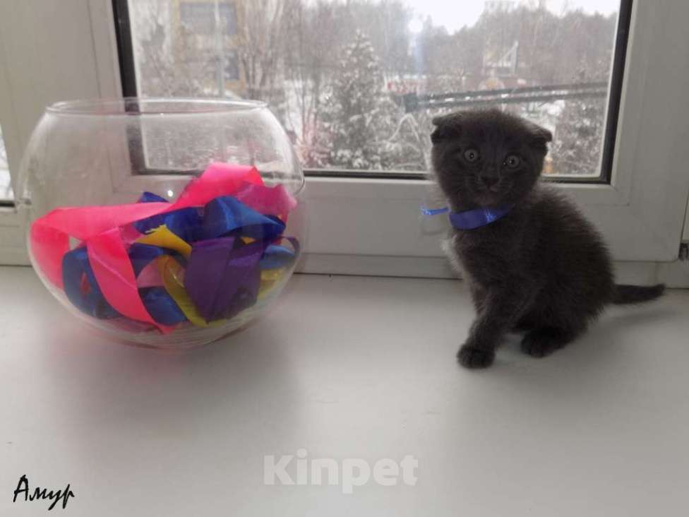 Кошки в Москве: Шотландская вислоухая длинношерстная, мальчик Мальчик, 15 000 руб. - фото 4