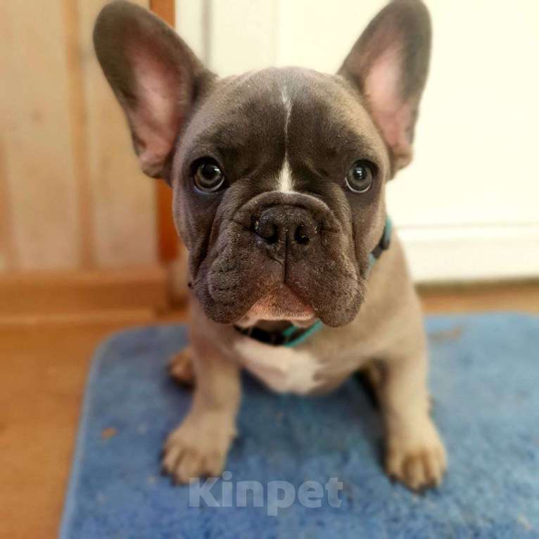 Собаки в Ковровом: Мальчик французского бульдога, со всеми документами  Мальчик, 85 000 руб. - фото 4