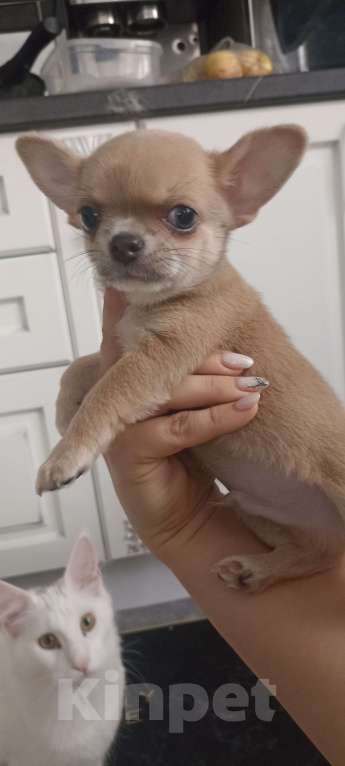 Собаки в Ростове-на-Дону: Мальчик чихуахуа Мальчик, 25 000 руб. - фото 1