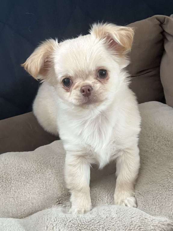 Собаки в Санкт-Петербурге: Щенок чихуахуа, сука Девочка, 50 000 руб. - фото 3