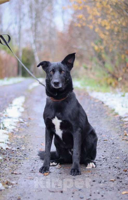 Собаки в Подольске: Тоше нужен дом  Мальчик, Бесплатно - фото 6