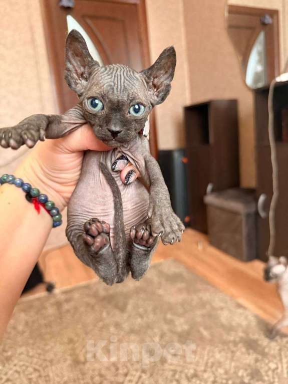 Кошки в других городах Волгоградской области: Это не просто кот, а настоящее волшебное существо — котенок сфинкс Мальчик, 50 000 руб. - фото 1
