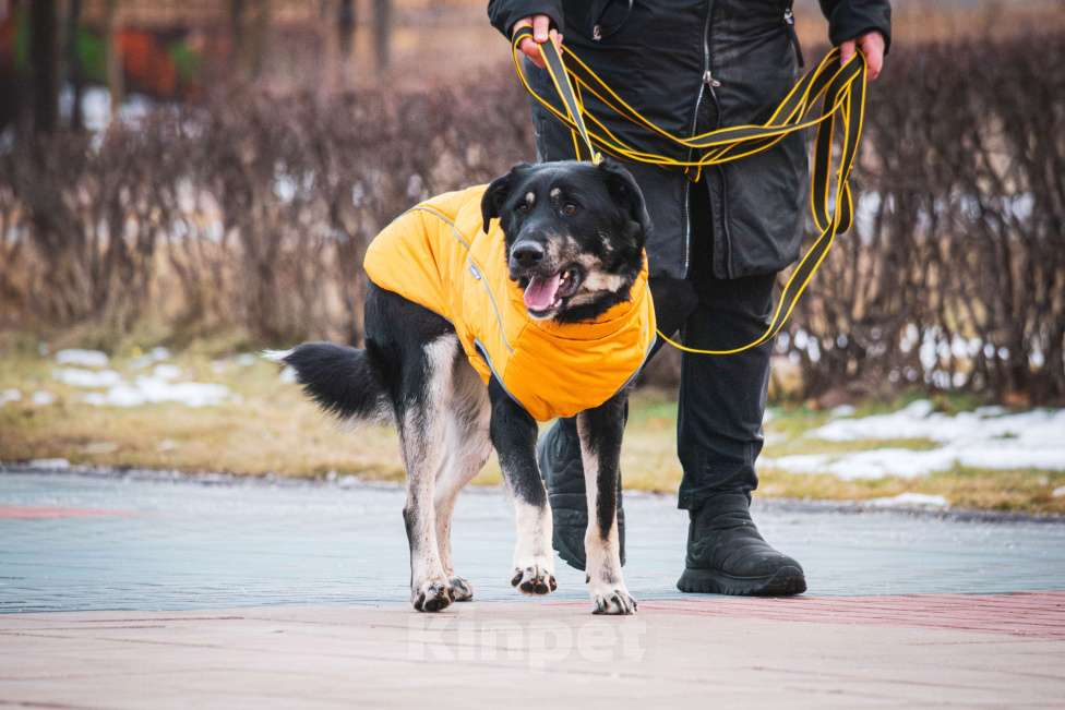 Собаки в Москве: Фунт  Мальчик, 1 руб. - фото 7