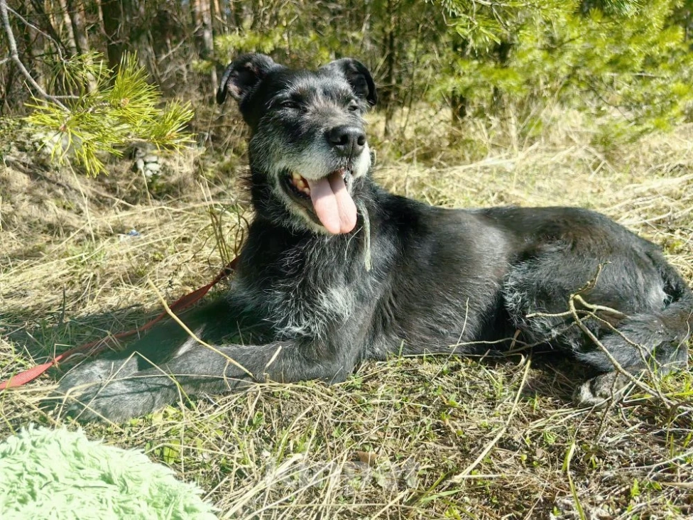Собаки в Электрогорске: Баги сдали в приют Девочка, Бесплатно - фото 3
