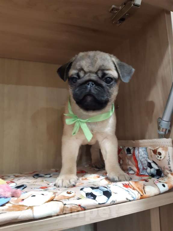 Собаки в Петропавловске-Камчатском: Мопсята Мальчик, 55 000 руб. - фото 2