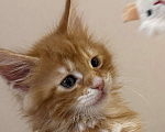 Кошки в Краснодаре: Котята Мейн кун Девочка, 10 000 руб. - фото 1