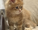 Кошки в Москве: Чудесный Котик мейн кун Мальчик, Бесплатно - фото 1