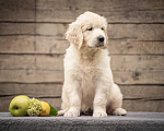 Собаки в Москве: Девочка золотистого ретривера Девочка, 130 000 руб. - фото 7