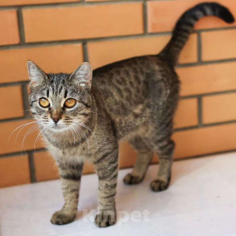 Кошки в Москве: Кошечка с без преувеличений ИДЕАЛЬНЫМ характером  Девочка, Бесплатно - фото 3