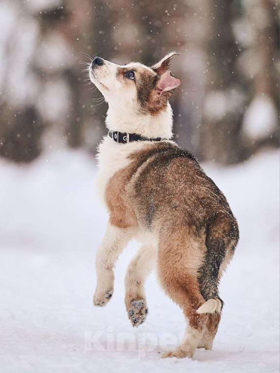 Собаки в Лосином-Петровском: Валдай якутенок прирожденный охранник Мальчик, Бесплатно - фото 2