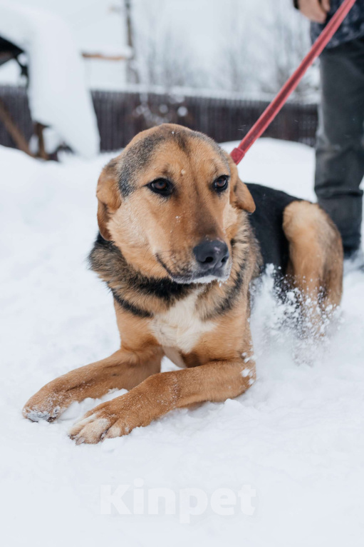 Собаки в Москве: особенный пёсик в поисках семьи Мальчик, Бесплатно - фото 3