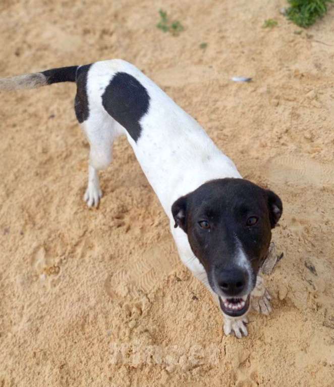 Собаки в Москве: Для него человек - Вселенная. Человекоориентированный Дерби Мальчик, Бесплатно - фото 2
