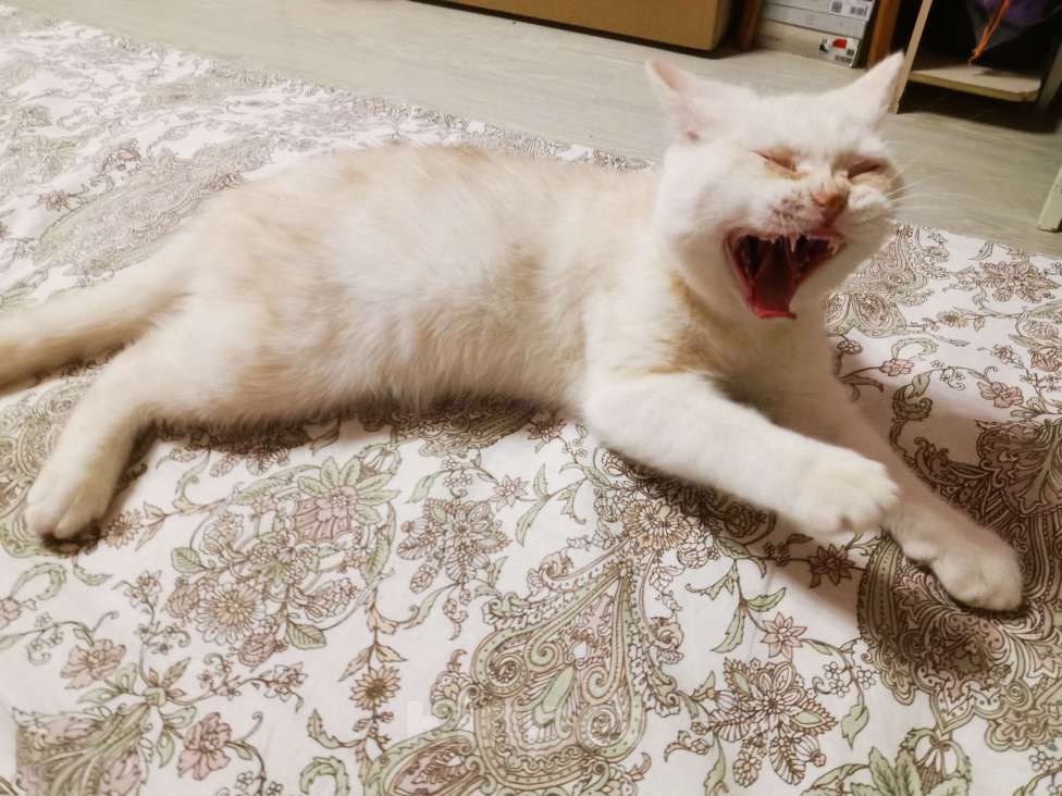 Кошки в Москве: Британские котята  Мальчик, 12 000 руб. - фото 5