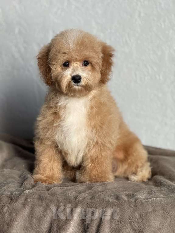 Собаки в Новосибирске: Щенок мальтипу, девочка Девочка, 80 000 руб. - фото 1