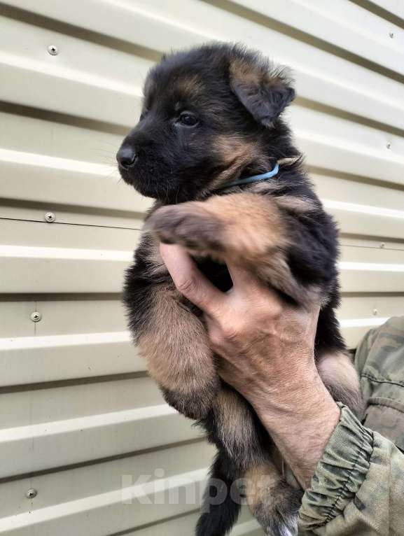 Собаки в других городах Красноярского края: Мальчик Актай Мальчик, 40 000 руб. - фото 2