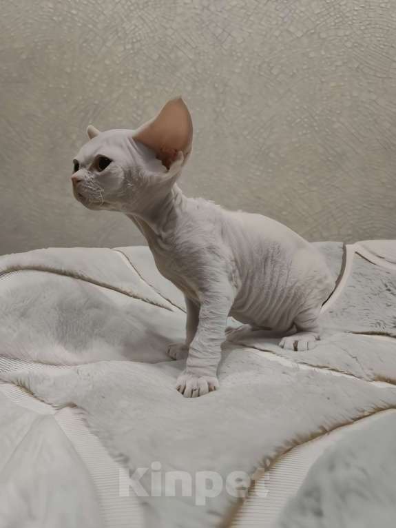 Кошки в Москве: Питомник предлагает котёнка Девон-Рекс Мальчик, 55 000 руб. - фото 2