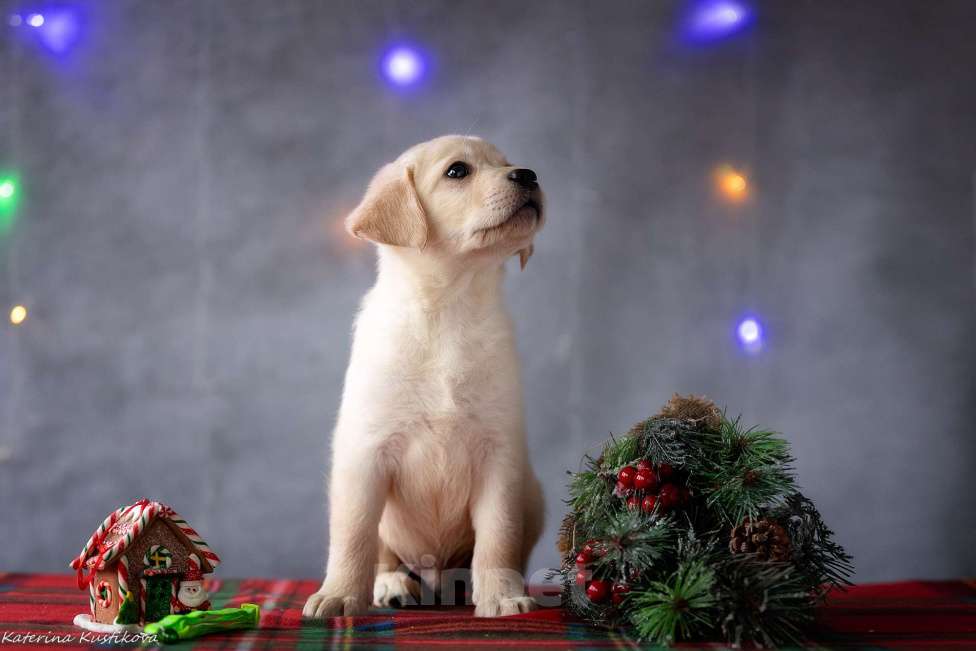 Собаки в Москве: Щенок лабрадора  Мальчик, 80 000 руб. - фото 5