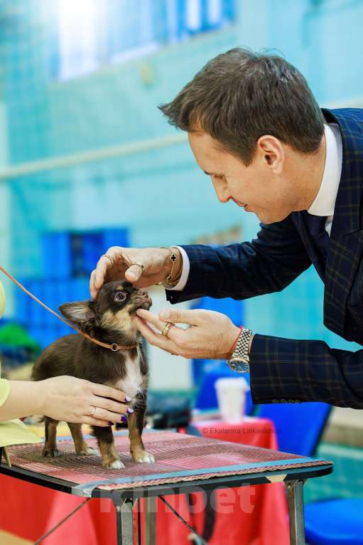 Собаки в Перми: Мальчик Мальчик, 50 000 руб. - фото 1