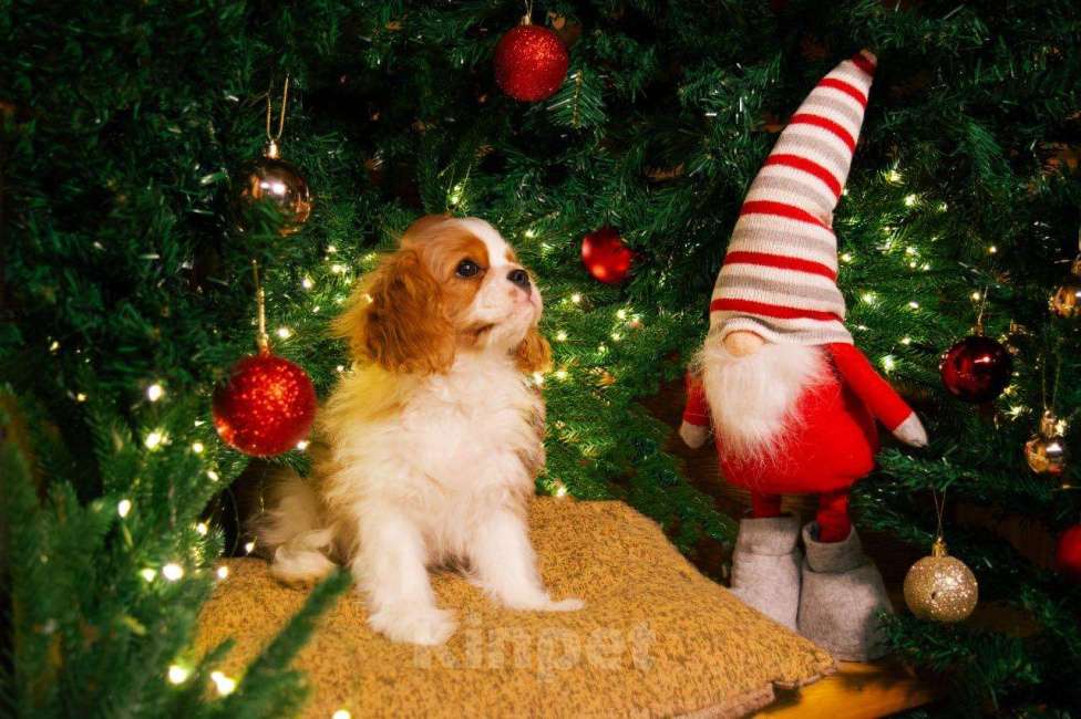 Собаки в Москве: Ньютон Бланко текила джаз (миник) Мальчик, Бесплатно - фото 2