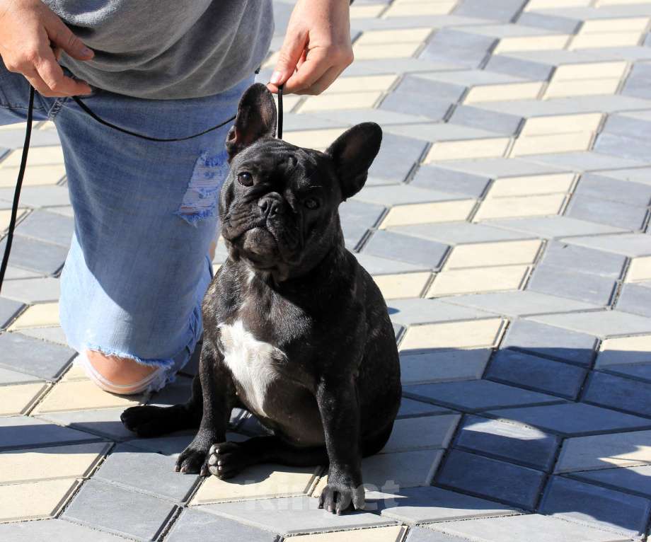 Собаки в Симферополе: Подрощенная девочка французского бульдога Девочка, 50 000 руб. - фото 2