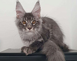 Кошки в Ейске: котята Мейн-Кун Мальчик, 30 000 руб. - фото 1