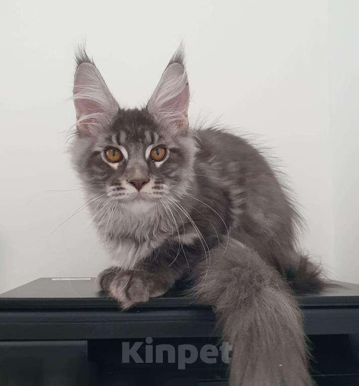 Кошки в Ейске: котята Мейн-Кун Мальчик, 30 000 руб. - фото 1