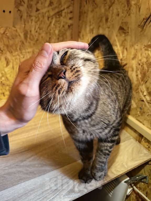 Кошки в Москве: Молодая ласковая Мирочка ищет дом Девочка, Бесплатно - фото 2