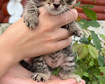 Кошки в Пензе: Котят в добрые руки СРОЧНО! Мальчик, Бесплатно - фото 2