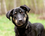 Собаки в Ногинске: Феня - лопоухое чадо в поисках семьи Девочка, Бесплатно - фото 2