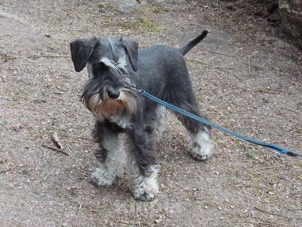 Собаки в других городах Ленинградской области: Щенок цвергшнауцера Девочка, 50 000 руб. - фото 5