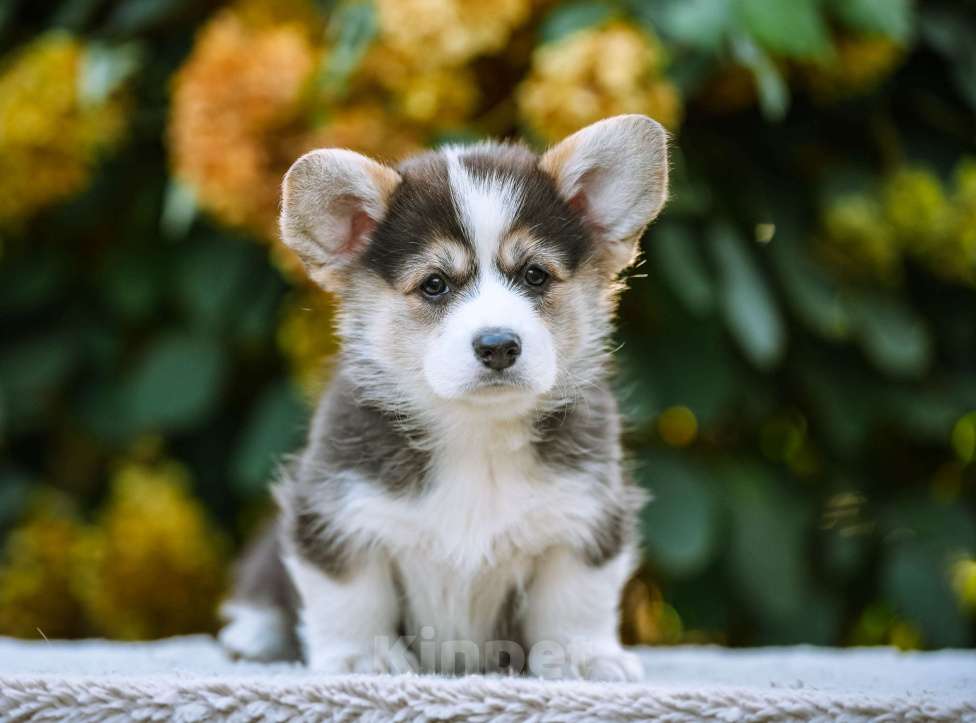 Собаки в Новосибирске: Вельш Корги Пемброк Джуди Хопс Девочка, 65 000 руб. - фото 5