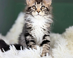 Кошки в Краснодаре: Котенок мейн кун Девочка, 60 000 руб. - фото 1
