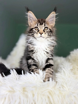 Котенок мейн кун