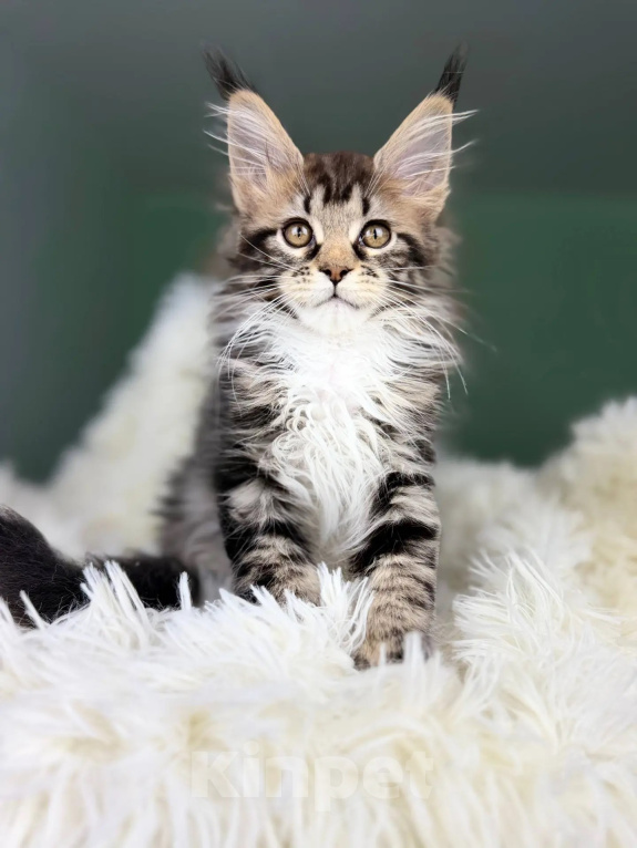Кошки в Краснодаре: Котенок мейн кун Девочка, 60 000 руб. - фото 1
