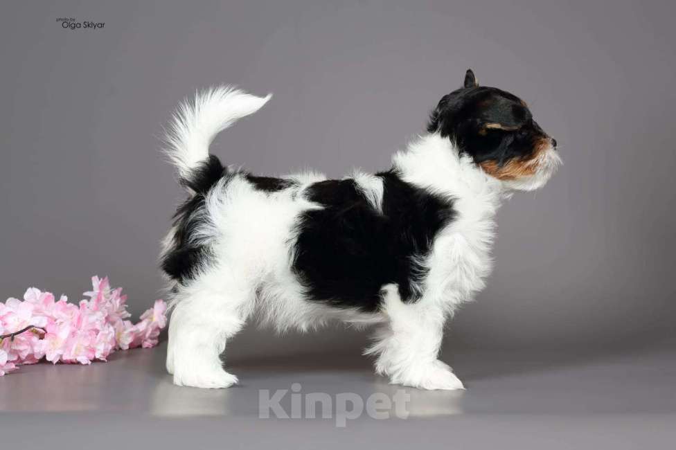 Собаки в Екатеринбурге: Бивер 1 девочка Девочка, 100 000 руб. - фото 2