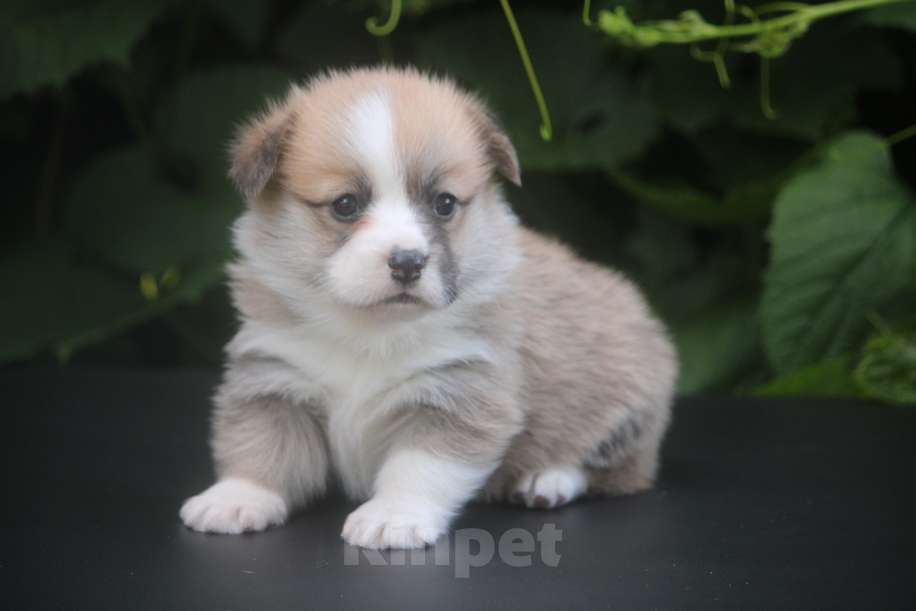 Собаки в других городах Московской области: Щенки вельш корги пемброк. Д.Р. 25.05.2025 Гуль-Дара Жоффрей Мальчик, Бесплатно - фото 3
