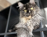 Кошки в Подольске: Кошка Мейн-кун Девочка, Бесплатно - фото 3