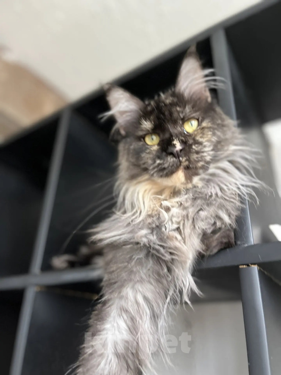 Кошки в Подольске: Кошка Мейн-кун Девочка, Бесплатно - фото 3