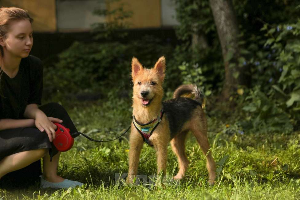 Собаки в Санкт-Петербурге: Очаровательная небольшая собачка Кнопка ищет дом! Девочка, Бесплатно - фото 3