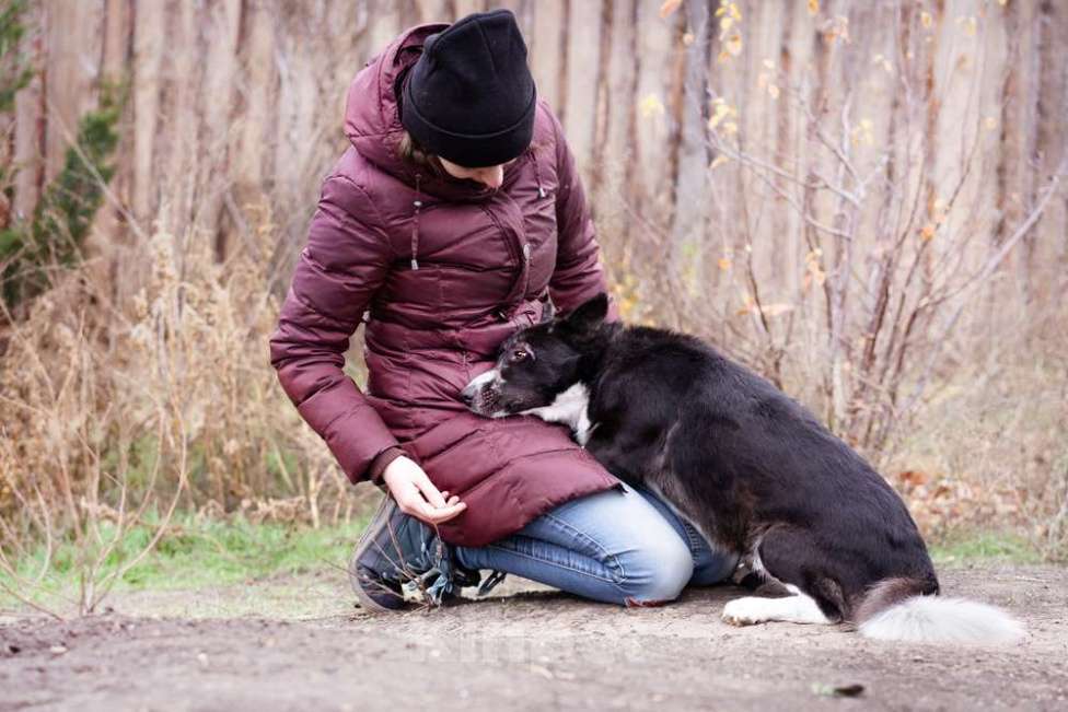 Собаки в Москве: Метис в добрые руки Мальчик, Бесплатно - фото 8