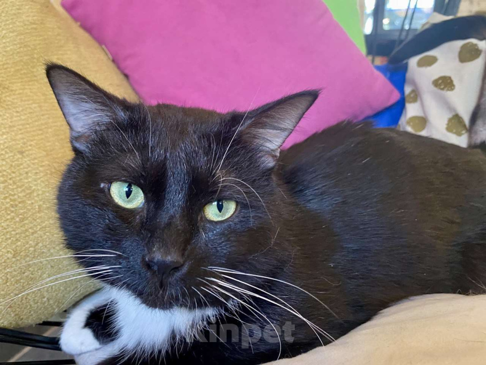 Кошки в Москве: Обаятельный Сиэтл ищет семью Мальчик, Бесплатно - фото 4