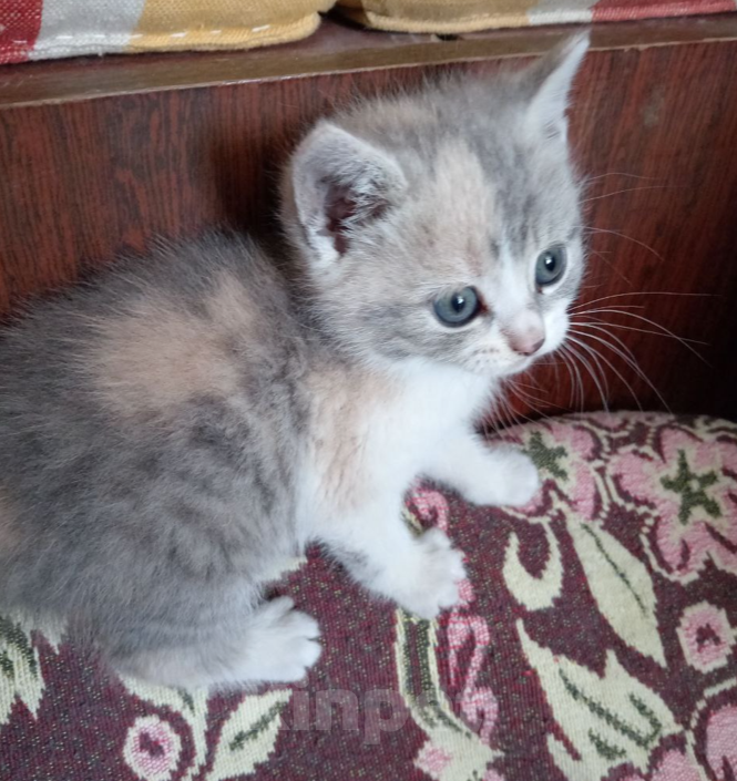 Кошки в Москве: Котята от русского голубого кота и британской мамы в дар Мальчик, 1 руб. - фото 7