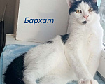 Кошки в Москве: Бархат + Зайка: коты-неразлучники! Ищут дом! Мальчик, 10 руб. - фото 3
