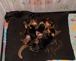 Собаки в Орле: Щенки от интерчемпиона Девочка, 50 000 руб. - фото 1